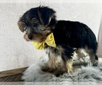 Small #4 Yorkshire Terrier