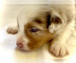 Small #15 Miniature Australian Shepherd