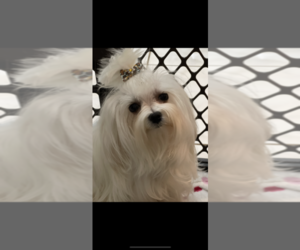 Jatese Puppy for sale in BOCA RATON, FL, USA
