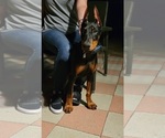 Small Photo #29 Doberman Pinscher Puppy For Sale in PALMDALE, CA, USA