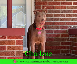 Charlene (Char) - Female Labrador Retriever-Unknown Mix Dog for Adoption - Photo #13