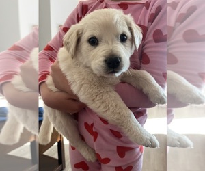 Golden Retriever-Mutt Mix Puppy for sale in PRESCOTT VALLEY, AZ, USA