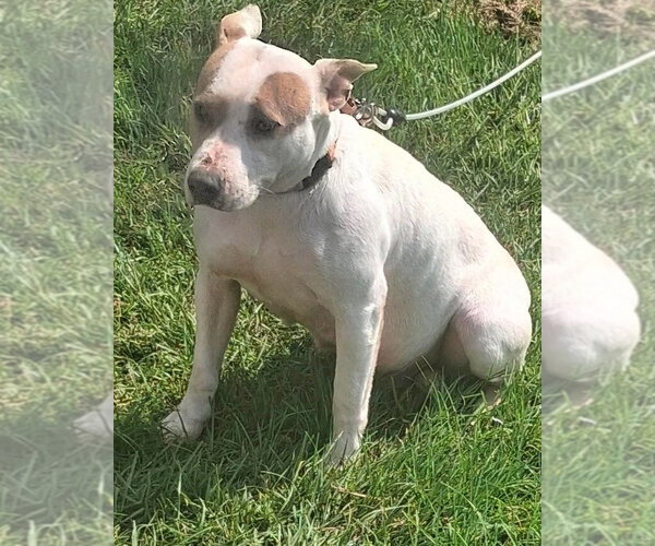 Medium Photo #2 Mutt Puppy For Sale in Wenonah, NJ, USA
