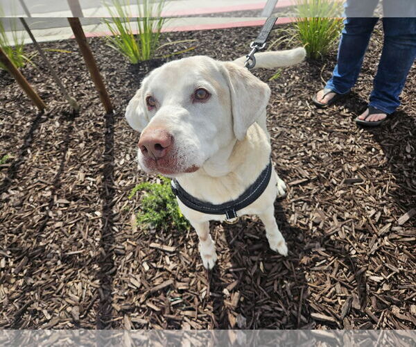 Medium Photo #4 Labrador Retriever Puppy For Sale in Clovis, CA, USA