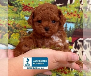 Poodle (Toy) Puppy for sale in WINNSBORO, LA, USA