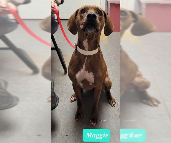 Medium Photo #2 Mutt Puppy For Sale in Richmond, IN, USA