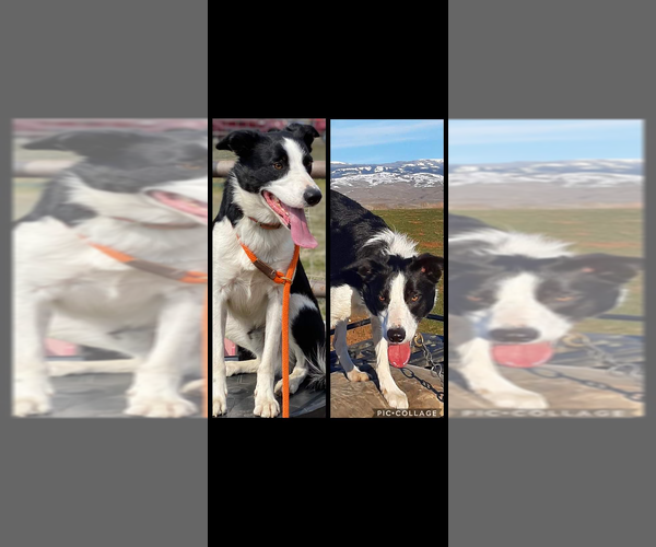 Medium Photo #1 Border Collie Puppy For Sale in BROKEN ARROW, OK, USA