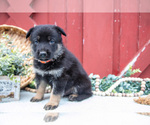 Small #4 German Shepherd Dog