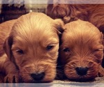 Small Photo #14 Goldendoodle Puppy For Sale in GOODLETTSVILLE, TN, USA
