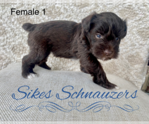 Schnauzer (Miniature) Puppy for Sale in CHESTERFIELD, South Carolina USA