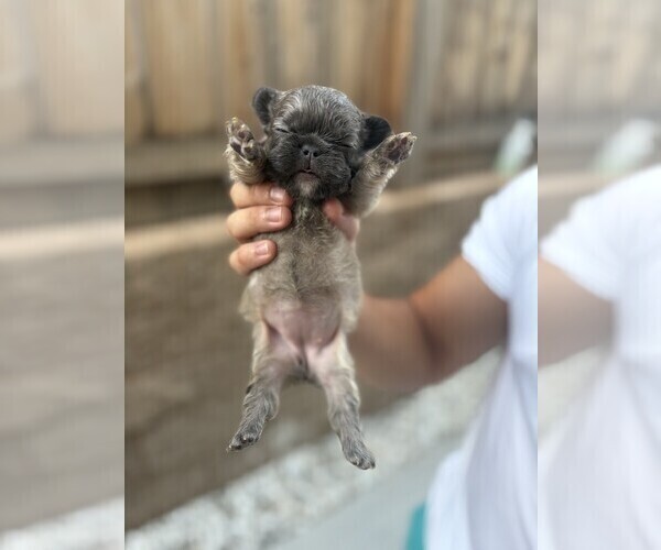 Medium Photo #18 French Bulldog Puppy For Sale in FOLSOM, CA, USA