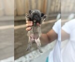Small #17 French Bulldog