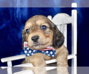 Dachshund Puppy for sale in SEMINARY, MS, USA