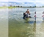 Small #15 German Shepherd Dog