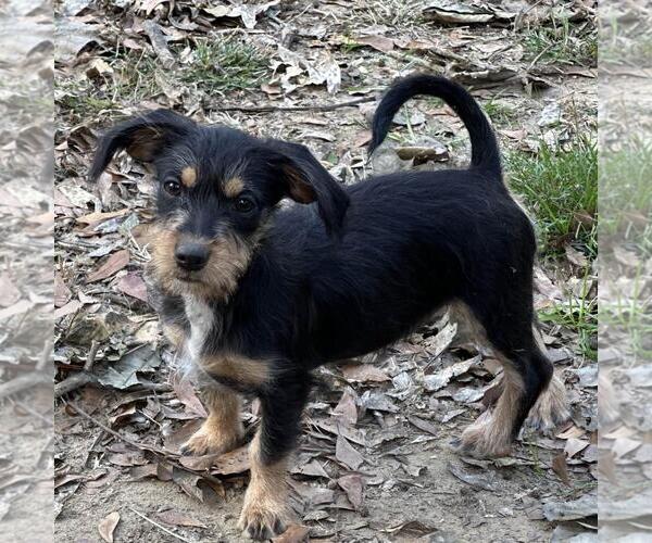 Medium Photo #2 Dachshund-Unknown Mix Puppy For Sale in Yardley, PA, USA