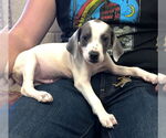 Small American Pit Bull Terrier-Labrador Retriever Mix