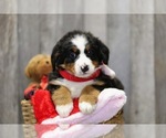 Small Photo #9 Bernese Mountain Dog Puppy For Sale in FREDERICKSBG, OH, USA