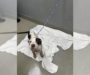 Mutt Dogs for adoption in Las Vegas, NV, USA