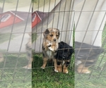 Small #2 Australian Retriever