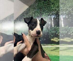 Great Dane-Unknown Mix Dogs for adoption in Burbank, CA, USA