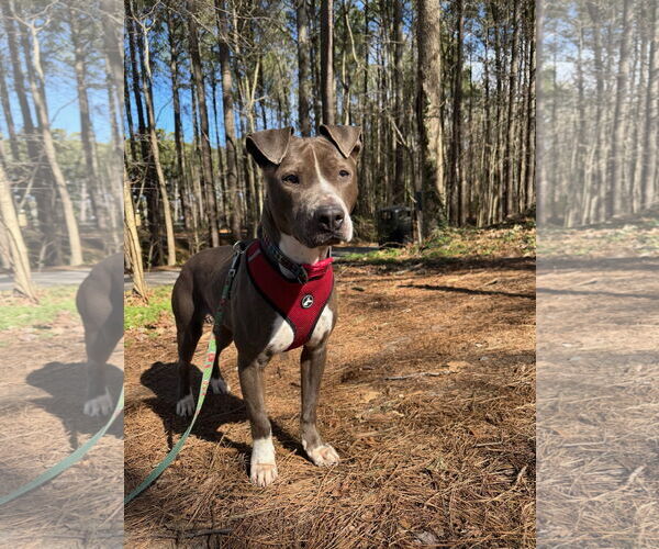 Medium Photo #8 American Pit Bull Terrier-Unknown Mix Puppy For Sale in Virginia Beach, VA, USA