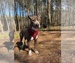 Small #7 American Pit Bull Terrier Mix