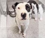 Small #1 American Pit Bull Terrier