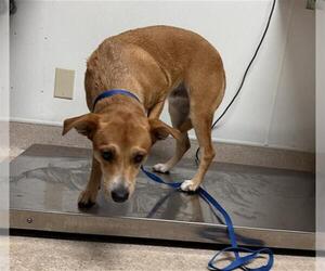 Chihuahua Dogs for adoption in Bakersfield, CA, USA