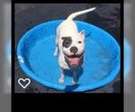 Small #4 Bulldog Mix