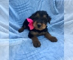 Small Photo #1 Airedale Terrier Puppy For Sale in JOSHUA, TX, USA