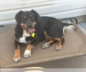 Australian Shepherd-Unknown Mix Dogs for adoption in Sandy, UT, USA