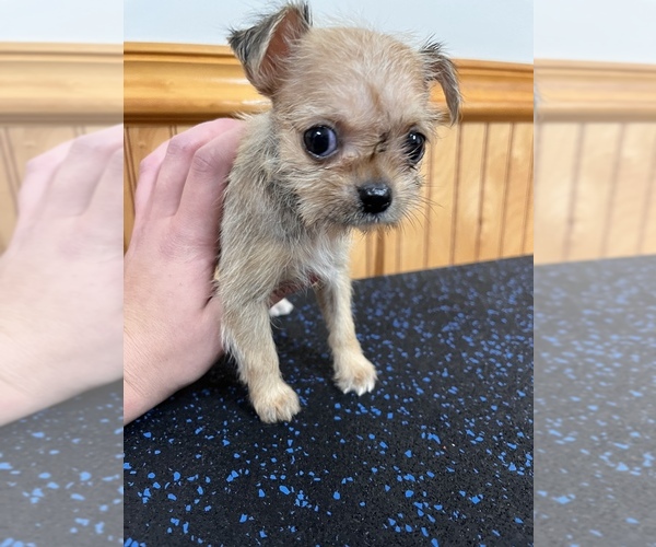 Medium Photo #3 ShiChi Puppy For Sale in SAINT AUGUSTINE, FL, USA