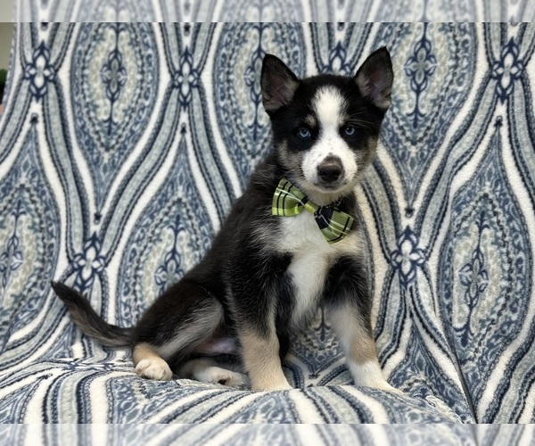 Medium Photo #5 Pomsky Puppy For Sale in LAKELAND, FL, USA