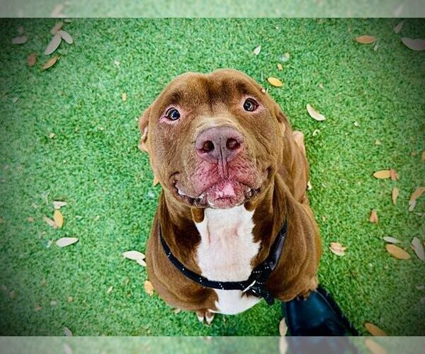 Medium Photo #2 Labrador Retriever-Unknown Mix Puppy For Sale in Orlando, FL, USA