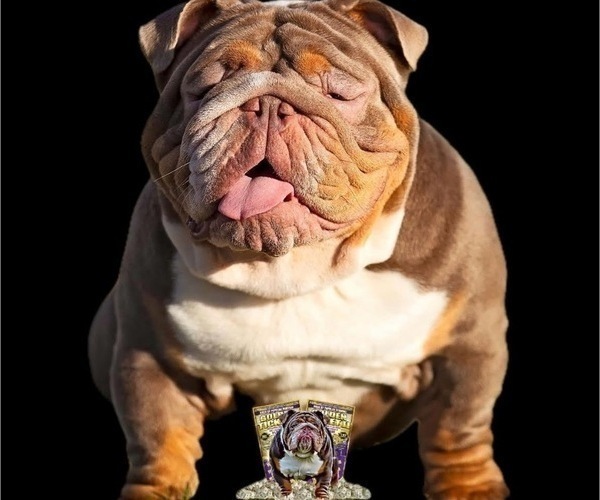 Medium Photo #1 Bulldog Puppy For Sale in SACRAMENTO, CA, USA