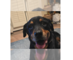 Small #5 Rottweiler