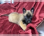 Small Photo #55 Belgian Malinois Puppy For Sale in REESEVILLE, WI, USA