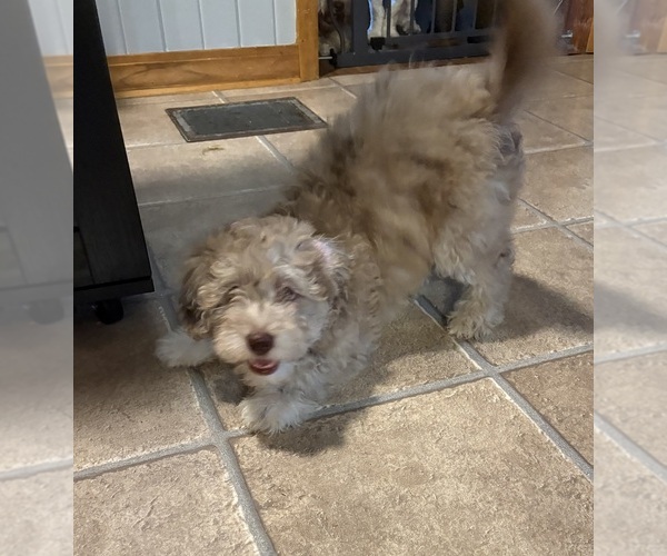 Medium Photo #6 Aussiedoodle-Labradoodle Mix Puppy For Sale in WAYNESFIELD, OH, USA