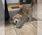 Small #5 Aussiedoodle-Labradoodle Mix
