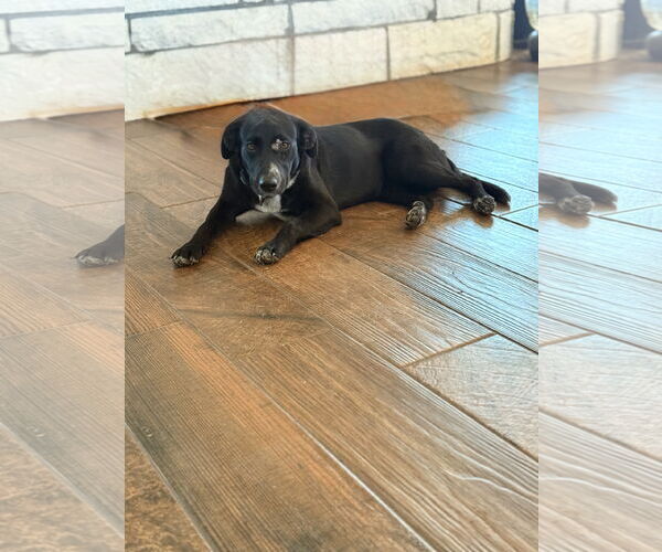 Medium Photo #1 Border Collie-Unknown Mix Puppy For Sale in Royse City , TX, USA