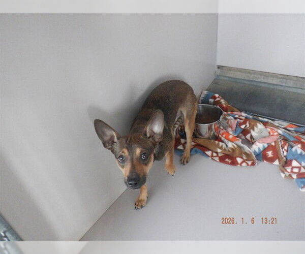 Medium Photo #1 Chihuahua-Unknown Mix Puppy For Sale in Oroville, CA, USA