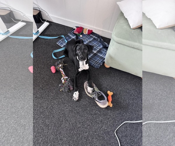 Medium Photo #2 Mutt Puppy For Sale in Woodbury, NY, USA