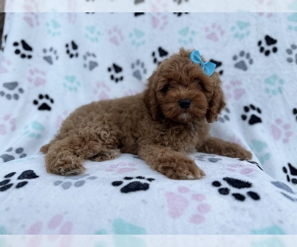 Medium Photo #7 Cock-A-Poo Puppy For Sale in LAKELAND, FL, USA