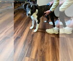 Small #4 Beagle-Border Collie Mix