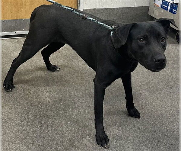 Medium Photo #1 Labrachow Puppy For Sale in Forestville, MD, USA