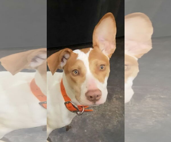 Medium Photo #2 Pointer-Unknown Mix Puppy For Sale in Alexander, AR, USA
