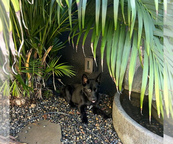 Medium Photo #3 Labrador Retriever-Unknown Mix Puppy For Sale in Dana Point, CA, USA