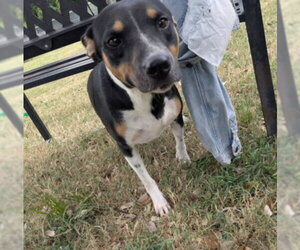 Mutt Dogs for adoption in Texas City, TX, USA