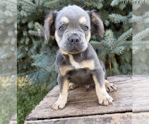 Medium Photo #3 French Bulldog Puppy For Sale in MIDDLEBURY, IN, USA