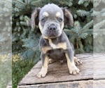 Small #2 French Bulldog